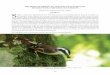 THE BIRDS OF SIKKIM: AN ANALYSIS OF ELEVATIONAL ... and Publications/Biodiveristy-of... · THE BIRDS OF SIKKIM: AN ANALYSIS OF ELEVATIONAL DISTRIBUTION, ENDEMISM AND THREATS Bhoj