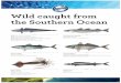 Wild caught from the Southern Ocean - Independent … SHORT-FINNED Anguilla australis Whole: 100–300gm GEMFISH Rexea solandri Dressed: 300–1kg | 1–2kg | + 2kg BLUFF DREDGE OYSTER