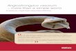 Angiostrongylus vasorum – more than a simple worm · Angiostrongylus vasorum – more than a simple worm ... after tests revealed normal values for prothrombin time ... of rodenticide