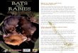 BATS What is rabies and how do people get it? AND RABIES · What is rabies and how do people get it? ... system of humans and other mammals. People get rabies ... Case Study During