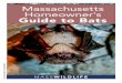 Massachusetts Homeowner's Guide to Bats Homeowner's Guide to Bats ... They can then be seen flying outside in the ... Illustration of a bat showing the four elongated fingers in the
