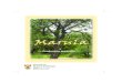 Production guideline —Production guideline —nda.agric.za/docs/Brochures/marula_booklet.pdf · It is an indigenous tree adapted to poor soils. ... Harvesting methods ... A strict
