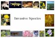 Invasive Species - ramseylab.org Invasion lecture... · • African land snail ... Hanta Virus Deer Mouse Deer Mouse Populations have tripled Mice eat 1000+ larvae/night Fly lays