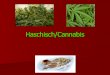 Haschisch/Cannabis - MeinReferat.de · Zusammenfassung Hanf ist die deutsche Bezeichnung für Cannabis. Der wichtigste der psychoaktiven Inhaltsstoffe von Hanfprodukten ist Tetrahydrocannabinol