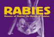 rabies Brochure - Michigan · Rabies is a viral disease that attacks the nervous system and is virtually always fatal. It is most commonly found in bats, skunks, foxes and raccoons