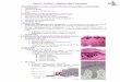 Unit VII Problem 8 Histology: Skin & Appendages General ...123userdocs.s3-website-eu-west-1.amazonaws.com/d/15/43... · Unit VII – Problem 8 – Histology: Skin & Appendages -The