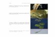 Figure 5. Dorsal view of A. estuariensis A. angulosus · Chela morphology, which exhibits a ... territorial snapping shrimp. ... Alpheidae: Alpheus) from the Caribbean and Pacific