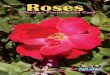 Roses - LSU AgCenter · Cultivar evaluations of David Austin roses conducted between 2003 and 2006 at the American Rose Center in Shreveport were based on flowering, growth habit,