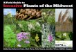 A Field Guide to Invasive Plants of the Midwest · Invasive Plants of the Midwest A Field Guide to ... Tree-of-heaven, ... Woody, perennial climbing vine