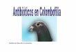 Guillermo Barrallo Fernández - Canarias Racing Pigeon ·  · 2016-11-06Es la forma en la Se puede realizar a través de varias ... Cristaluria IRC • Betalactamicos: Poca absorción