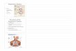 17. Respiratory System NOTES copy - .Respiratory System ... pulmonary disease or acute respiratory
