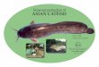 Grow-out production of ASIAN CATFISH · ASIAN CATFISH Grow-out production of Asian cat sh ... • near hatchery or nursery for su‚ cient supply of ... TECHNOLOGY PROFILE