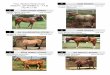 Hip #'s 1-50 Consignor: Rusten Smith - Oklahoma Horse Fairokhorsefair.com/pdf_2017-fall/2017FallHorseSaleCatalog_Pics.pdf · Dun Grade Pony Mare DOB: 2008 Consignor: Lohman Ranch