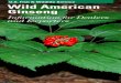 Wild American Ginseng: Information for Dealers and … American Ginseng Information for Dealers and Exporters Dealers and exporters play an important role in maintaining healthy populations