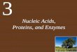 Nucleic Acids, Proteins, and Enzymes - Weeblygiannou.weebly.com/uploads/5/6/4/8/5648347/ch03_lecture... · 2011-08-20 · Chapter 3 Nucleic Acids, Proteins, and Enzymes Key Concepts