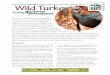 Wl Turkey SOLVING NUISANCE, DAMAGE, HEALTH ...wildlifedamage.uwex.edu/pdf/WildTurkey.pdfThe Eastern wild turkey was considered absent from the state from the late 1800s through the