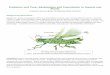 Predators and Prey: Adaptations and Coevolution in … insects followed plants onto land, they used plants for both food and shelter. Early insect herbivores bit or chewed vegetation,