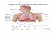 Respiratory System Notes 20 Respiratory...  Respiratory System Notes 2 ... The cartilage part of