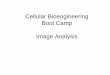 Cellular Bioengineering Boot Camp Image Analysiscelleng.rutgers.edu/BootCamp-ImageAnalysis.pdf · Boot Camp Image Analysis . Overview of the Lab Exercises Microscopy and Cellular