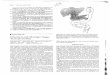 Intestinal and Multiple Organ Transplantationd-scholarship.pitt.edu/5002/1/31735062125731.pdf · (e.g., intestinal pseudo-obstruction, Hirschsprung's disease). absorptive insufficiencies