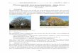 Acer platanoides - Berg-Ahorn - Baum des Jahres 2009 · Jahrb. Bochumer Bot. Ver. 1 183-187 2010 – 183 – Pflanzenporträt: Acer pseudoplatanus – Berg-Ahorn (Aceraceae), Baum