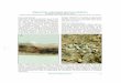 Mykorrhiza i økologisk planteproduktion. S. Ravnskov og J ...orgprints.org/27545/6/27545.pdf · gelser som raps, kål, spinat, rødbede og roe, der sammen med korsblomstrede mellemaf-