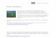 Introduction to Heritage Assets: Water Meadows · Meadows and the Drowning of Peat Bogs with an ... English Heritage Introductions to Heritage Assets Water Meadows 4 ... A weir or
