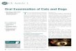 Oral Examination of Cats and Dogs T Cephalic Index .Oral Examination of Cats and Dogs T ... objective