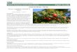 Plant Guide for Japanese yew (Taxus cuspidata) · Web viewFourth Edition, Revised. Brigham Young University, Provo, UT. Citation Tilley, D. 2017. Plant Guide for Japanese yew (Taxus