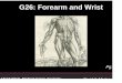 G26: Forearm and Wrist - Eccles Health Sciences Library PP lecture... · G26: Forearm and Wrist ... Claw hand is a hand characterized by curved or bent ... G26 PP lecture 2008.ppt