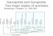 Sauropsida and Synapsida: Two major clades of amniotesbrtc.tamu.edu/files/2012/06/Sauropsida-and-Synapsida-terrestrial... · forward and outward expanding rib cage. ... • Air sacs