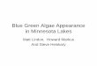 Blue Green Algae Appearance in Minnesota Lakes • Examples and Characteristics of Blue Green appearances in the field – Blue Green Clues and Characteristics – What is not Blue