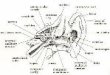 architecture - City Tech OpenLab · Bernard Tschumi\rThe Manhattan Transcripts. semicircular malleu s EXTERNAL EAR helix fossa of an tihelix canals e cochlea INTERNAL EAR internal