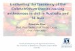 Colletotrichum species causing anthracnose in chili in … · 2015-12-09 · Colletotrichum species causing anthracnose in chili in Australia and SE Asia ... •Anthracnose disease
