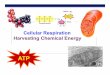 Cellular Respiration Harvesting Chemical Energyshaunab.info/AP Biology/Unit 3/Lectures/Chapter 9... · Chemical Energy: Food is to a cell ... *most biological redox rxns. have to
