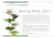 Growing Herbs in Texas – E-561 - Aggie Horticulture · 4 Table 2. Annual and biennial herbs. Annuals grow from seeds and complete their life cycle in 1 year. They will be killed