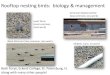 Rooftop nesting birds: biology & management · Rooftop nesting birds: biology & management ... Black Skimmers lay 3-4 eggs in June/July ... – Monitor rooftops according to Florida
