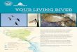 YOUR LIVING RIVER - Pima Countywebcms.pima.gov/UserFiles/Servers/Server_6/File/Government... · River flows are sustained by the release of effluent, highly-treated wastewater, 