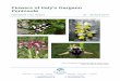 Flowers of Italy's Gargano Peninsula€¦ · Flowers of Italy's Gargano Peninsula Naturetrek Tour Report 21 - 28 April 2014 Naturetrek Cheriton Mill Cheriton Alresford Hampshire SO24