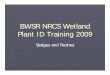 BWSR NRCS Wetland Plant ID T aining 2009Plant ID Training 2009 · Plant ID T aining 2009Plant ID Training 2009 Sedges and Rushes. Carex -- True Sedges True Sedges (F il C )(Family