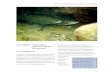 CHAPTER 3 Trinity River Fish and Wildlife Background · CHAPTER 3: TRINITY RIVER FISH AND WILDLIFE BACKGROUND 14 Figure 3.1. Diagram of the timing and duration of various life …