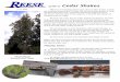 guide to Cedar Shakes - Reese Wholesale · Flat Grain. Grading Guide to Cedar Shakes and Shingles There are two grades of Handsplit and Resawn Cedar Shakes. Premium …