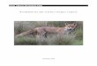 NSW Threat Abatement Plan: Predation by the red …€¦ · NSW Threat Abatement Plan – Predation by the red fox (Vulpes vulpes) 1 NSW Fox Threat Abatement Plan 2010 Executive Summary