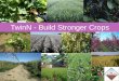 TwinN - Build Stronger Crops · What is TwinN? TwinN is a unique product that reduces the amount of N fertiliser needed and increases yields • Freeze-dried microbial product –