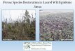 Persea Species Restoration in Laurel Wilt Epidemic …conference.ifas.ufl.edu/sftic2017/documents/presentations/... · Lauraceae are dominant canopy species throughout the tropics