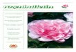 jaargang 45 nummer 165 - rozenvereniging.nlrozenvereniging.nl/rozenvereniging/wp-content/uploads/2018/02/Ro... · BIC (Swift-code) INGBNL2A) of Rabobank: NL06 RABO 0343 6720 14 BIC