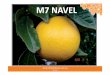 M7 NAVEL - mvcitrus.org.aumvcitrus.org.au/.../07/M7-Navel-Progreess-and-Prospects-Greg-Chi… · No fruit drop without 2,4D up to the end of ... M7 2 years after planting M7 2 years