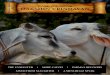 February- March 2017 DAKSHIN VRINDAVAN CARE … · Dakshin Vrindavan inspired by H.G. Kurma Rupa Dasa. Kurma Rupa Dasa , an adrent cow lover of vrindavan who inspired the founding