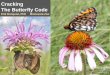 Cracking The Butterfly Code - Minnesota Landscape … · Black-eyed Susan (Rudbeckia hirta) ... butterflies are reeling from a one-two punch of ... Slide 1 Author: Tara Created Date: