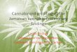 Cannabinoid profiling of the Jamaican cannabis-Preliminary findings · Cannabinoid profiling of the Jamaican cannabis-Preliminary findings Carole Lindsay University of the West Indies